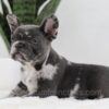 Image of Crystal, a French Bulldog puppy