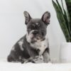 Image of Crystal, a French Bulldog puppy