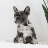 Image of Crystal, a French Bulldog puppy