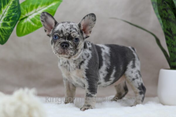 Image of Sandy, a French Bulldog puppy
