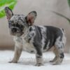 Image of Sandy, a French Bulldog puppy