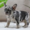 Image of Sandy, a French Bulldog puppy