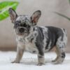 Image of Sandy, a French Bulldog puppy