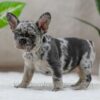Image of Sandy, a French Bulldog puppy