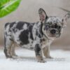 Image of Sandy, a French Bulldog puppy
