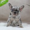 Image of Sandy, a French Bulldog puppy