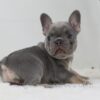 Image of Tessa, a French Bulldog puppy