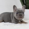 Image of Tessa, a French Bulldog puppy