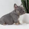 Image of Tessa, a French Bulldog puppy