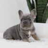 Image of Tessa, a French Bulldog puppy