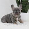 Image of Tessa, a French Bulldog puppy