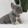 Image of Tessa, a French Bulldog puppy