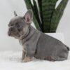 Image of Tessa, a French Bulldog puppy