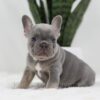 Image of Tessa, a French Bulldog puppy