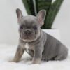 Image of Tessa, a French Bulldog puppy