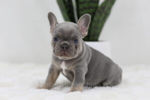 Image of Tessa, a French Bulldog puppy