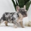 Image of Trent, a French Bulldog puppy