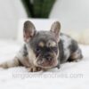 Image of Trent, a French Bulldog puppy