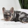 Image of Trent, a French Bulldog puppy