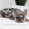 Image of Trent, a French Bulldog puppy