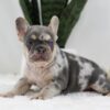 Image of Trent, a French Bulldog puppy