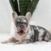 Image of Trent, a French Bulldog puppy