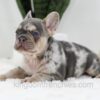 Image of Trent, a French Bulldog puppy