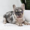 Image of Trent, a French Bulldog puppy