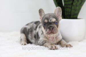 Image of Trent, a French Bulldog puppy