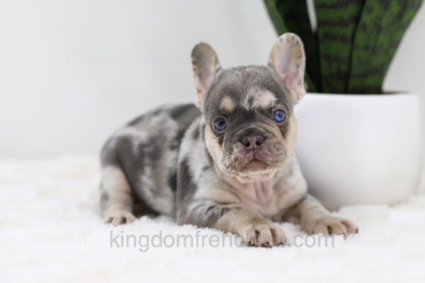 Image of Trent, a French Bulldog puppy