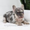 Image of Trent, a French Bulldog puppy