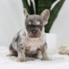 Image of Trent, a French Bulldog puppy