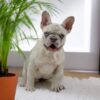 Image of Amy, a French Bulldog puppy