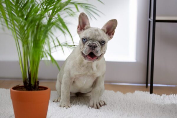 Image of Amy, a French Bulldog puppy