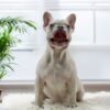Image of Amy, a French Bulldog puppy
