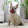 Image of Amy, a French Bulldog puppy