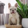 Image of Amy, a French Bulldog puppy