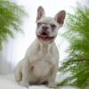 Image of Amy, a French Bulldog puppy