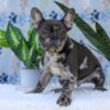 Image of Chief, a French Bulldog puppy