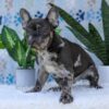 Image of Chief, a French Bulldog puppy