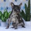 Image of Chief, a French Bulldog puppy