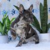 Image of Chief, a French Bulldog puppy