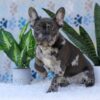 Image of Chief, a French Bulldog puppy