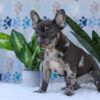 Image of Chief, a French Bulldog puppy