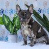 Image of Chief, a French Bulldog puppy