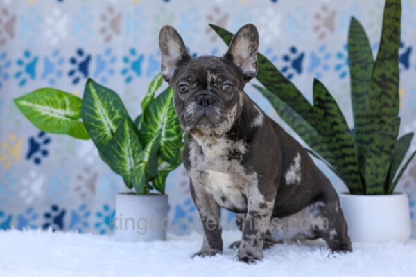 Image of Chief, a French Bulldog puppy
