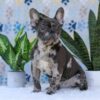 Image of Chief, a French Bulldog puppy