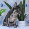 Image of Chief, a French Bulldog puppy