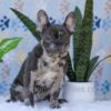 Image of Chief, a French Bulldog puppy