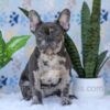 Image of Chief, a French Bulldog puppy